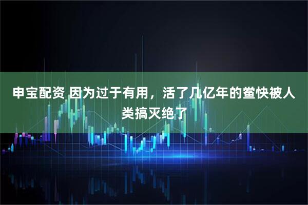 申宝配资 因为过于有用，活了几亿年的鲎快被人类搞灭绝了